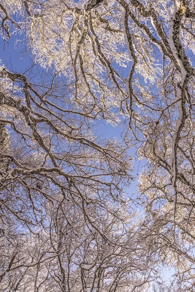 Photographie d'arbres enneigé en Auvergne vue d'en bas Photographie d'arbres enneigé en Auvergne vue d'en bas