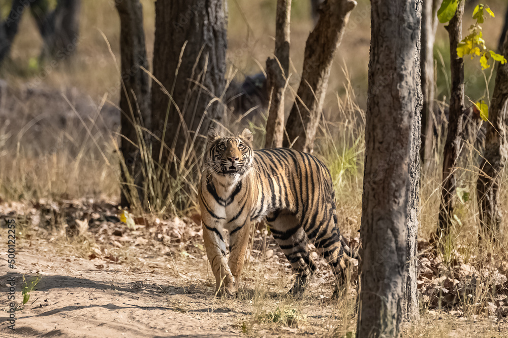 A tiger looking after a prey in the forest in India, Madhya Pradesh
A tiger looking after a prey in the forest in India, Madhya Pradesh