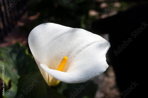 Calla bianca