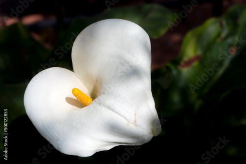 Giglio bianco