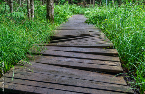 Damaged wooden path used by hikers through a forest in Arrowhead park, Ontario, Canada © Chandra