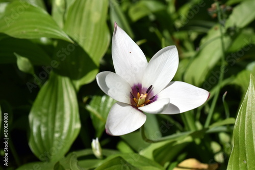 Wilde Tulpe zwischen gr  nen Bl  ttern