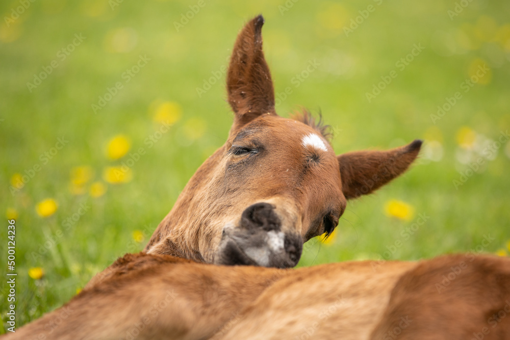 Fototapeta premium Fohlen liegt im Gras