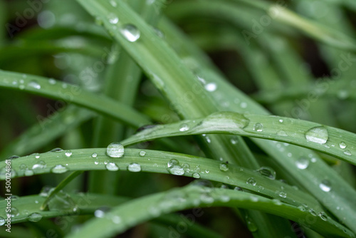 green leaves and stems with water drops after rain, macro photo, bokeh