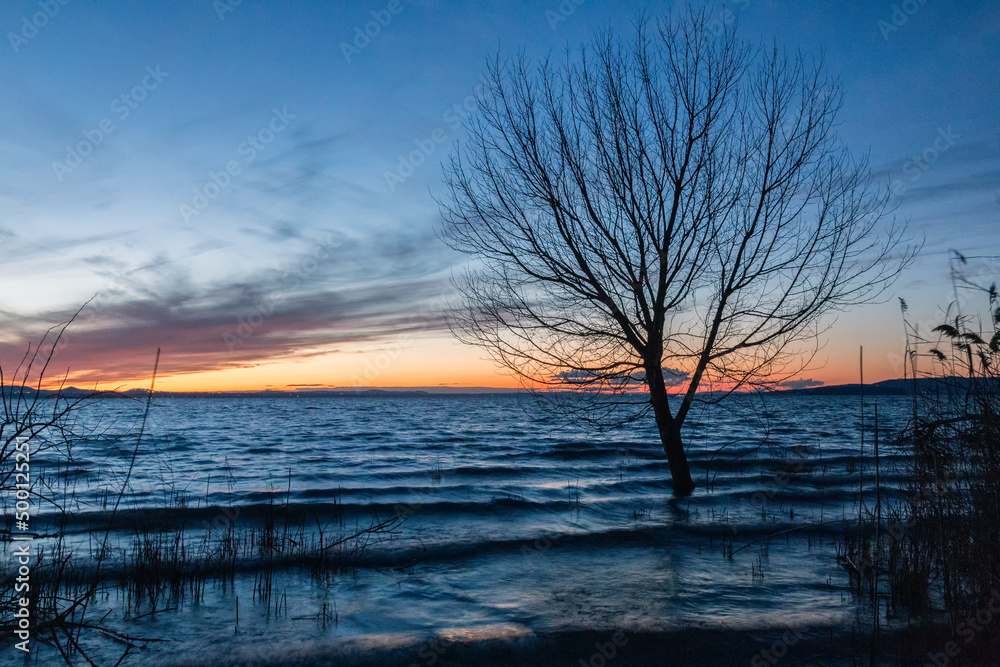 Shore of Trasimeno lake Umbria, Italy with skeletal plants on water at dusk Shore of Trasimeno lake Umbria, Italy with skeletal plants on water at dusk