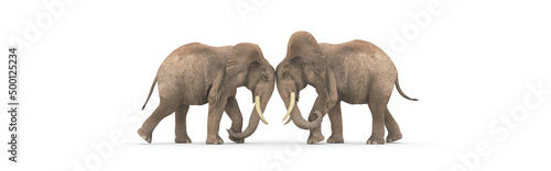 fighting concept, two elephant facing each other head to head