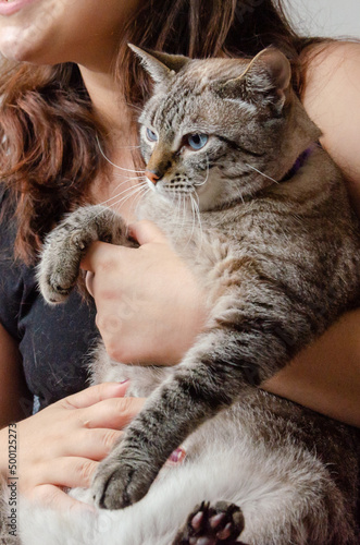 Fototapeta Naklejka Na Ścianę i Meble -  happy woman holding a cat indoors, sitting on a couch	
