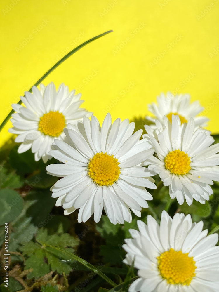 Obraz premium Gänseblümchen, Hintergrund gelb