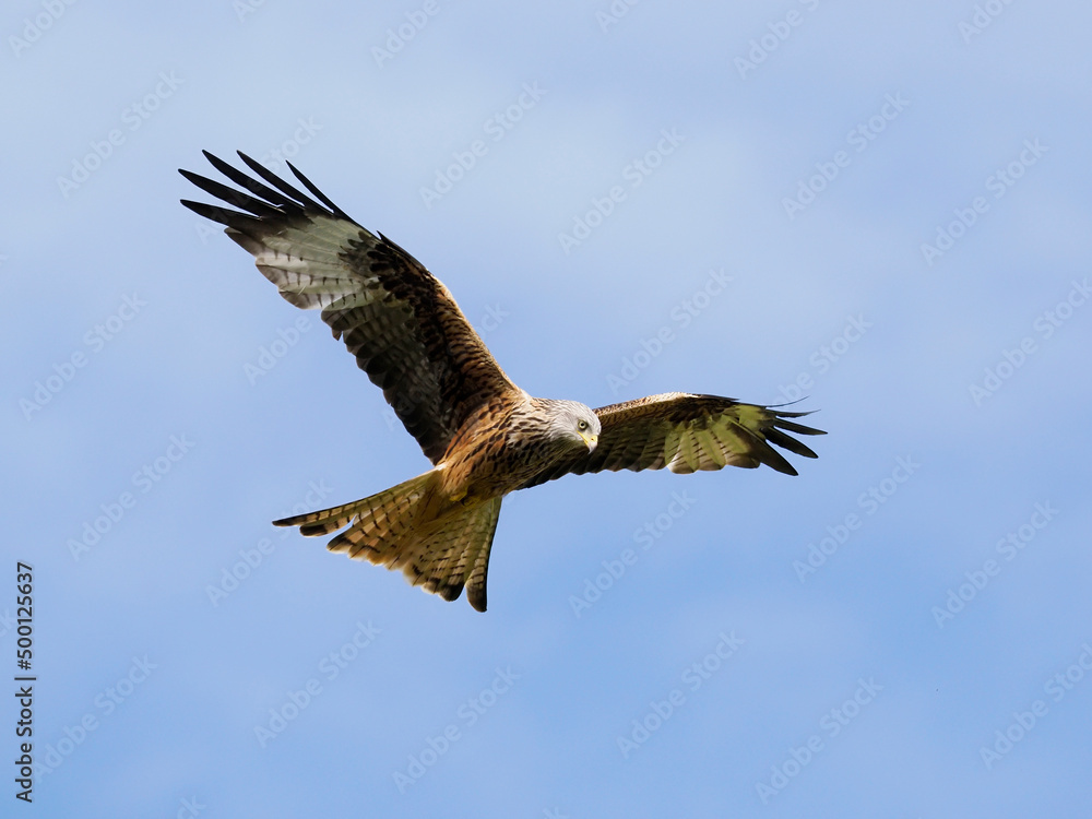 Red kite, Milvus milvus Red kite, Milvus milvus