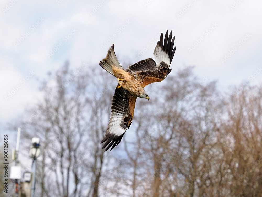 Obraz premium Red kite, Milvus milvus