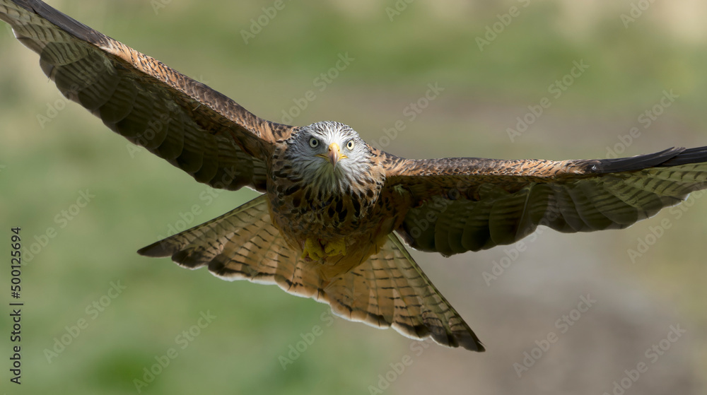 Fototapeta premium Red kite, Milvus milvus