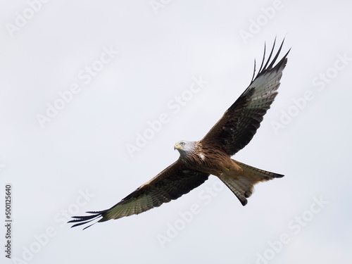 Red kite  Milvus milvus