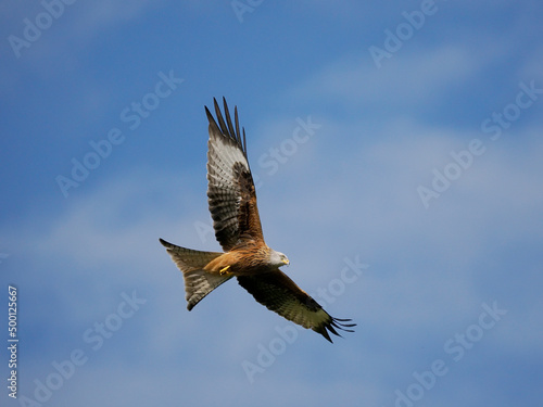 Red kite, Milvus milvus © Erni