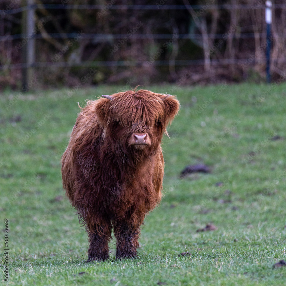 Fototapeta premium Highlander