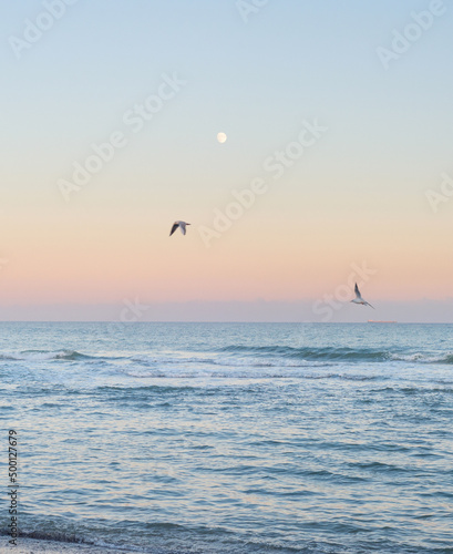 Landscape moon sea seagulls...