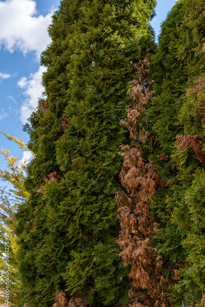 Disease and treatment of green thuja. Sick thuja among the plants in the garden. Yard improvement, green spaces and maintenance. Disease and treatment of green thuja. Sick thuja among the plants in the garden. Yard improvement, green spaces and maintenance.