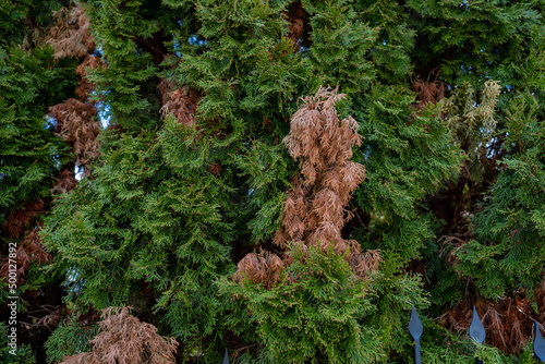 Disease and treatment of green thuja. Sick thuja among the plants in the garden. Yard improvement, green spaces and maintenance.
