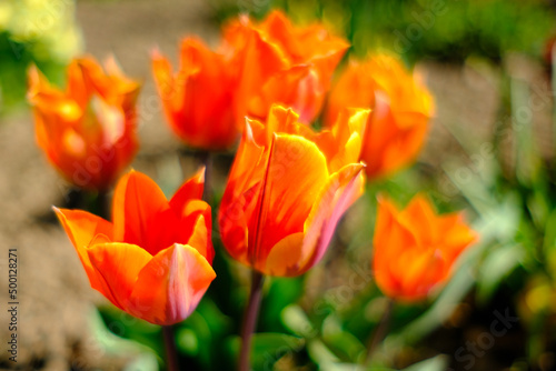 Orange Blüten vor unscharfem Hintergrund