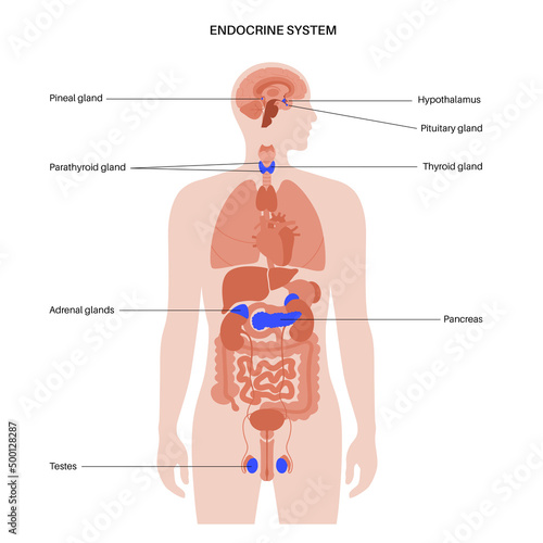 Human endocrine system