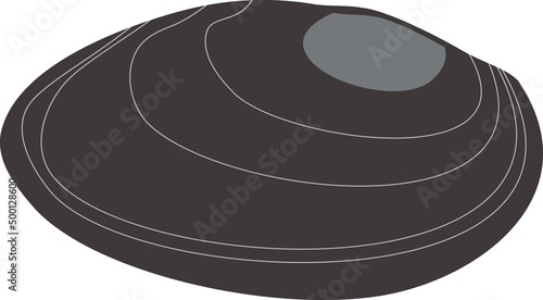 Shell of mussel mollusk isolated on white background