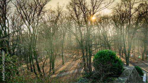 Fototapeta Naklejka Na Ścianę i Meble -  park zieleń niebo las