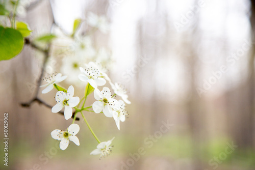 white blossoms on beautiful spring tree