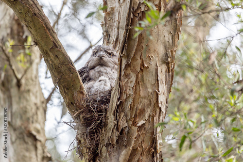 Tawny Frogmouth (Podargus strigoides) with eyes open in alertness and its chick in the nest, in Centennial Park, Sydney, Australia. photo