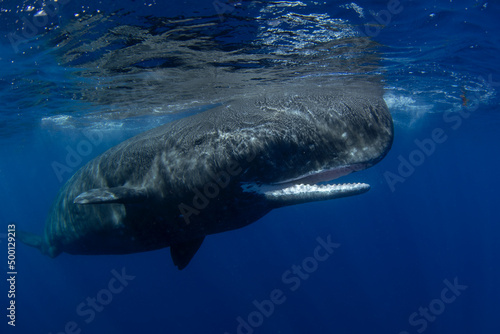 Encounter with sperm whale. Snorkeling with whales. Marine life in Indian ocean. photo
