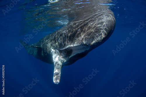 Encounter with sperm whale. Snorkeling with whales. Marine life in Indian ocean.