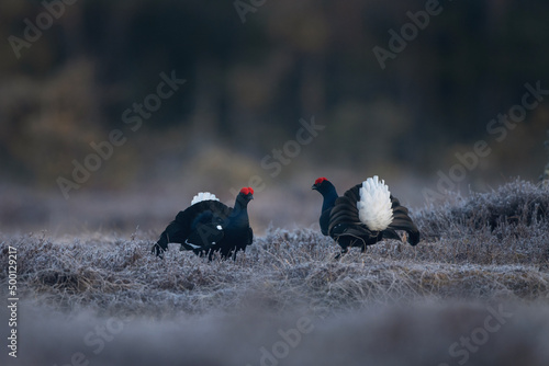 Fotomurale Black grouse during mating call