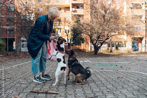 Photography Woman walking her dogs on the city streets