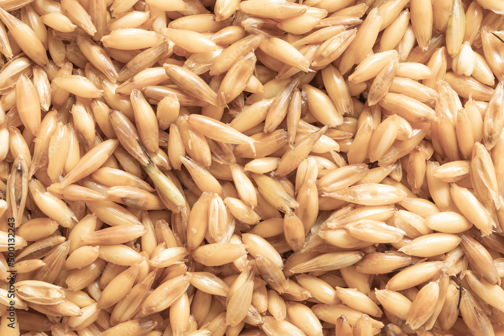 Background of wet oat grains. Dietary supplements, fiber, vitamins, healthy nutrition concept Background of wet oat grains. Dietary supplements, fiber, vitamins, healthy nutrition concept