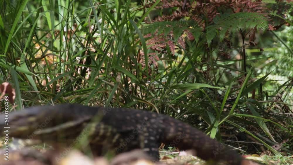 Monitor Lizard in Australia Walking Across Grassy Scrub in Foreground Monitor Lizard in Australia Walking Across Grassy Scrub in Foreground