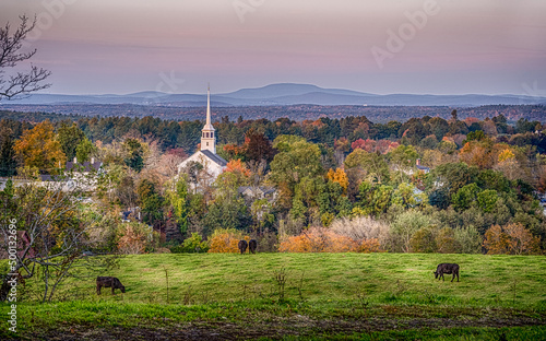 Autumn scene of New England church in sunrise with cows in the foreground