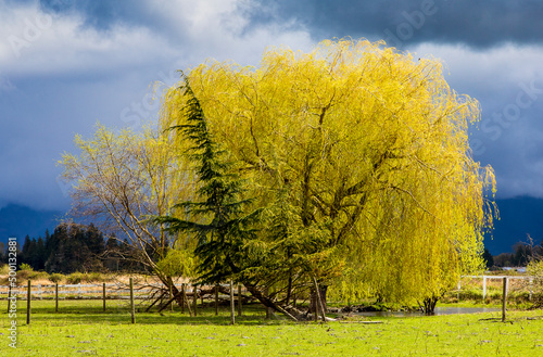 Willow and pine tree co existing photo