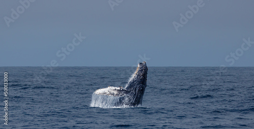 humpback breach © FPLV