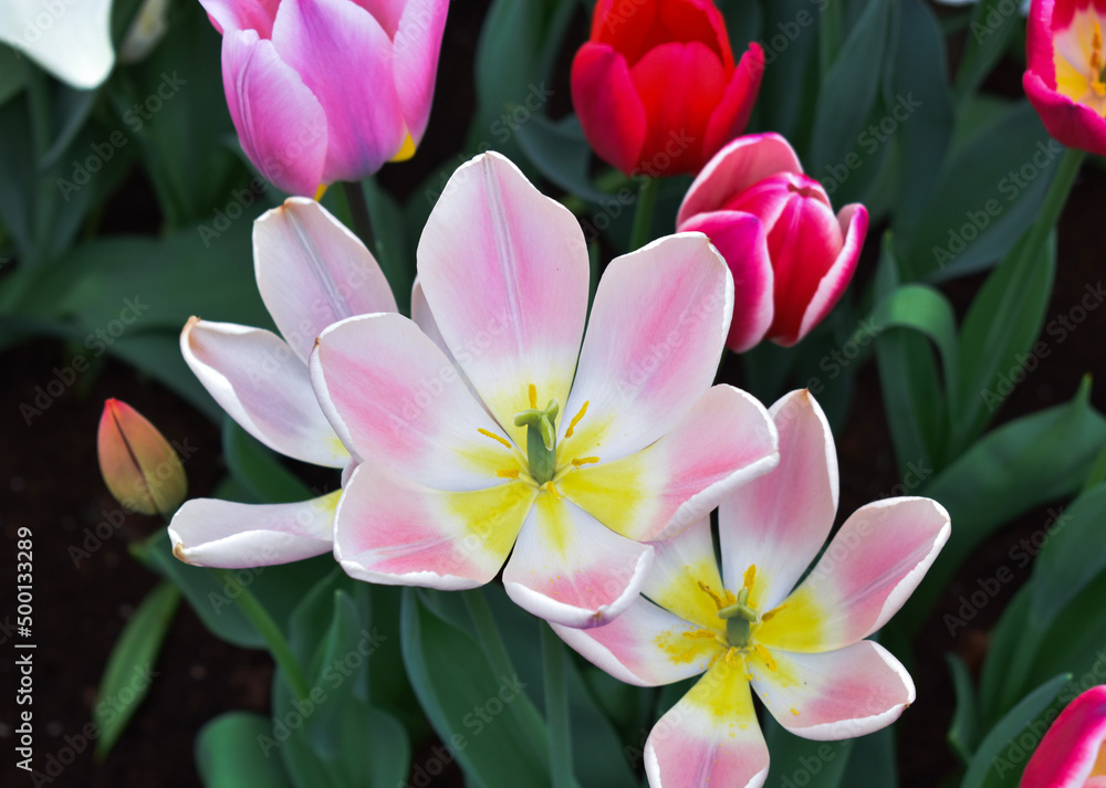 pink lotus flower pink lotus flower