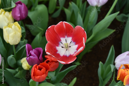 red and yellow tulips