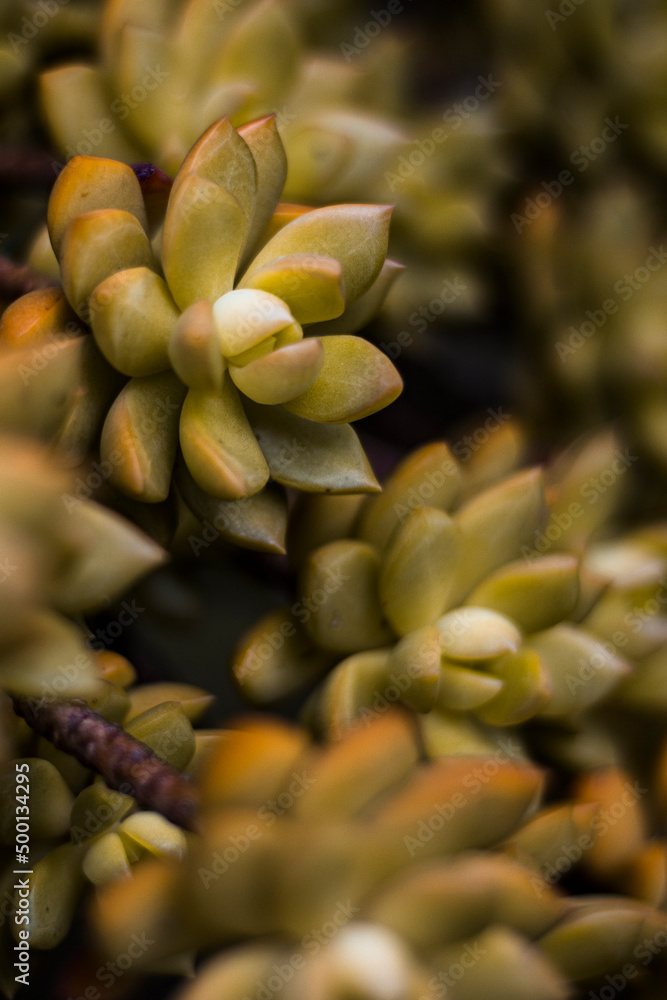 Fototapeta premium Close Plant