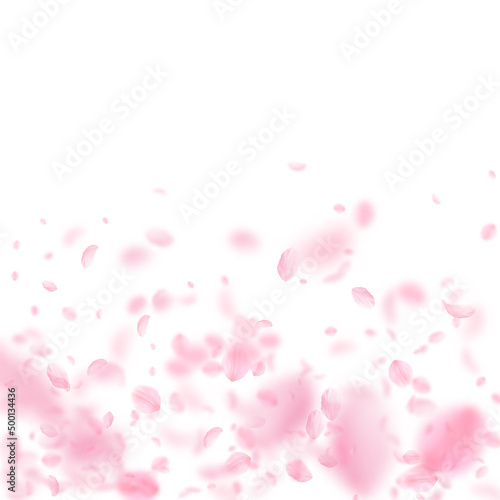 Sakura petals falling down. Romantic pink flowers gradient. Flying petals on white square background. Love, romance concept. Splendid wedding invitation.