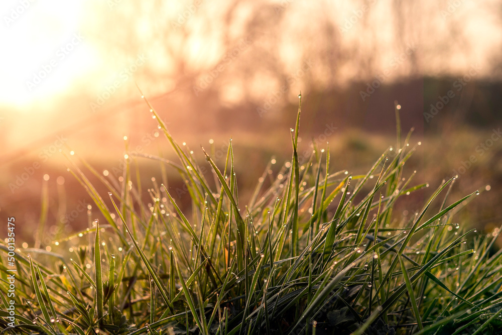 Morning dew on a green grass in a park in at sunrise. Warm color. Selective focus. Nature scene. Freshness and natural purity concept.