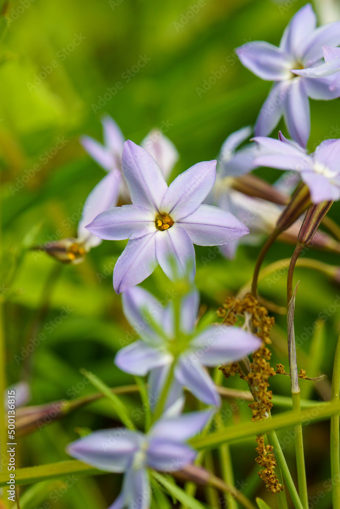 Naklejka premium 綺麗な花びらのハナニラ