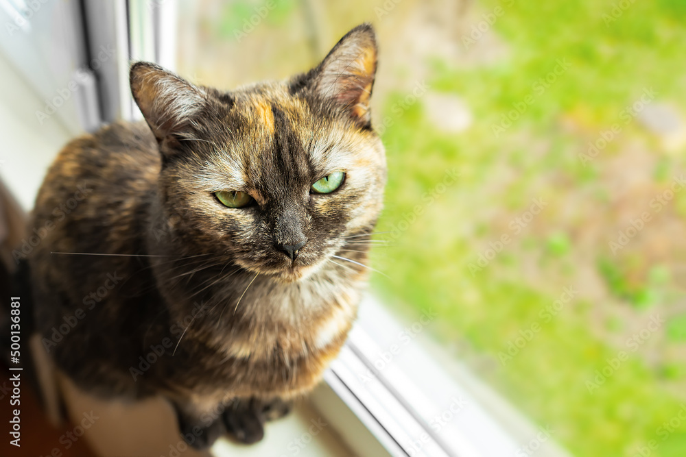 Cute tortoiseshell cat siting on windowsill near window and looking at the camera . Fluffy pet resting near window. Top view, totally above, copy space for text.