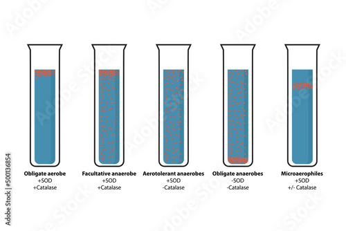 Growth rate of bacteria at different oxygen concentration. 