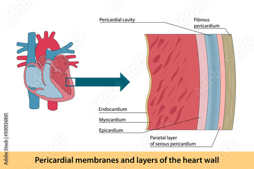 Pericardial membranes and layers of the heart wall photo