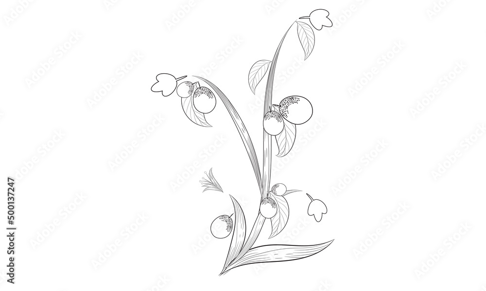 Hand-drawn Guava fruit with leaves coloring page elements.Fruit Vector illustration. Hand-drawn Guava fruit with leaves coloring page elements.Fruit Vector illustration.