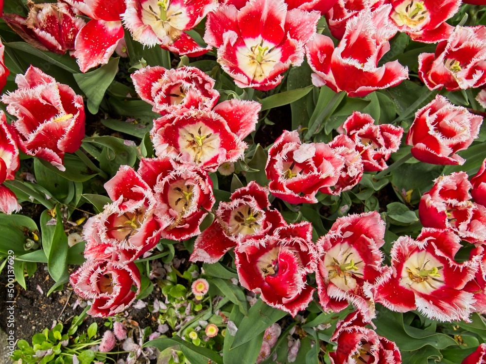 Fototapeta premium Multi-colored tulips on the flowerbed
