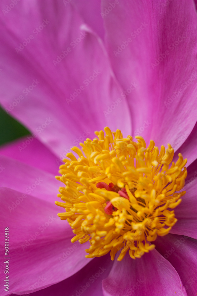 close up of a flower