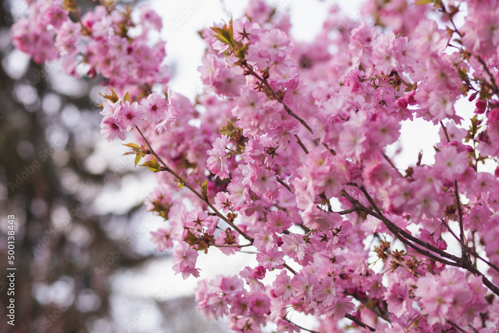 Gorgeous pink flowers beautiful sakura close up cherry blossom with blue sky in botanic garden in spring time blurred background. Gorgeous pink flowers beautiful sakura close up cherry blossom with blue sky in botanic garden in spring time blurred background.