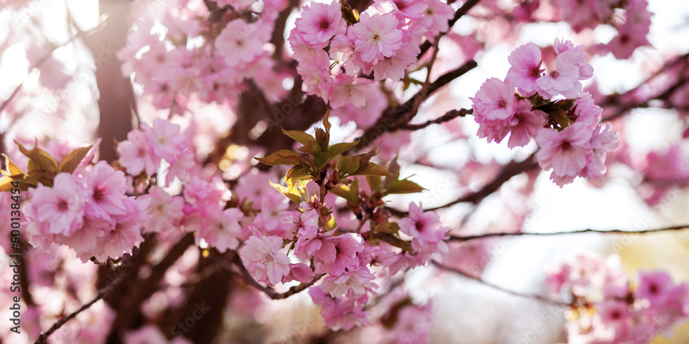 Gorgeous pink flowers beautiful sakura close up cherry blossom with blue sky in botanic garden in spring time blurred background. Banner Gorgeous pink flowers beautiful sakura close up cherry blossom with blue sky in botanic garden in spring time blurred background. Banner